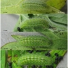 aric artaxerxes larva4 volg1